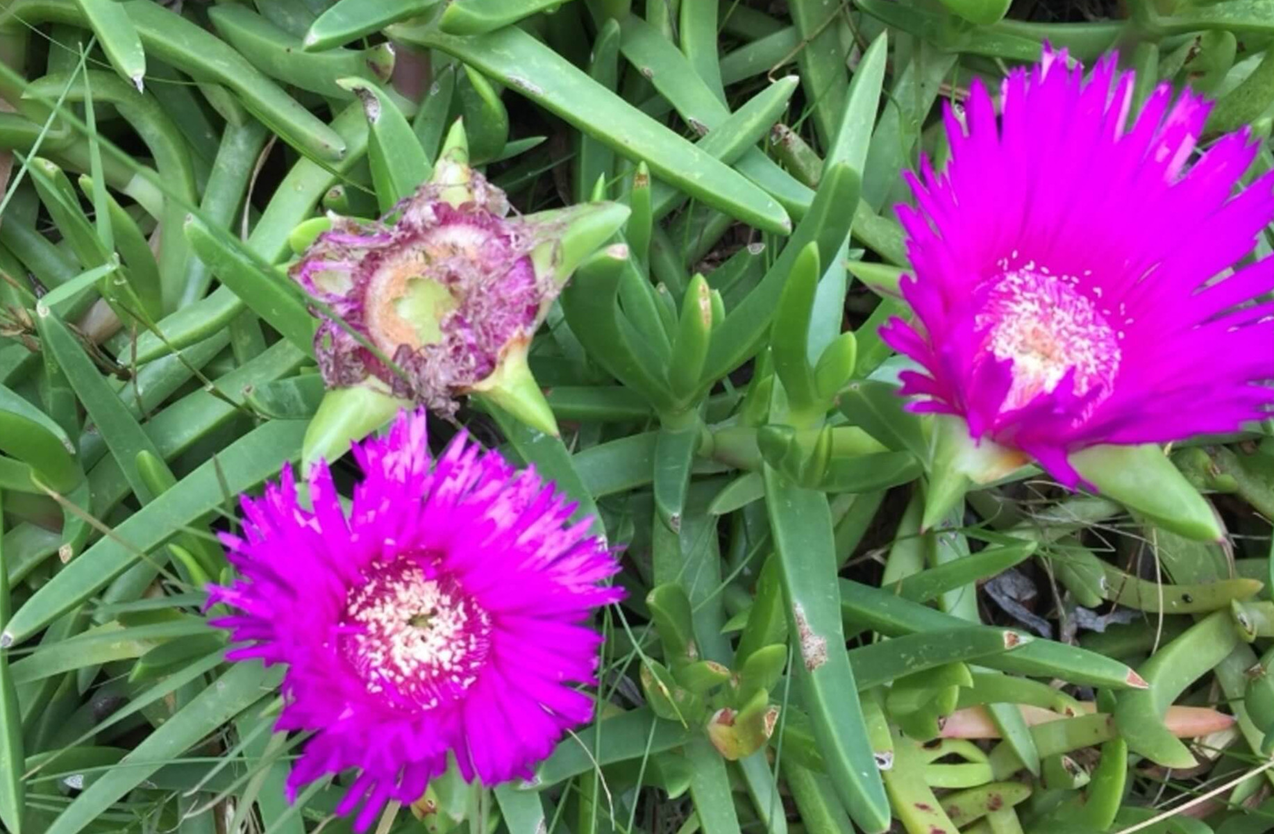 carpobrotus-deliciosus